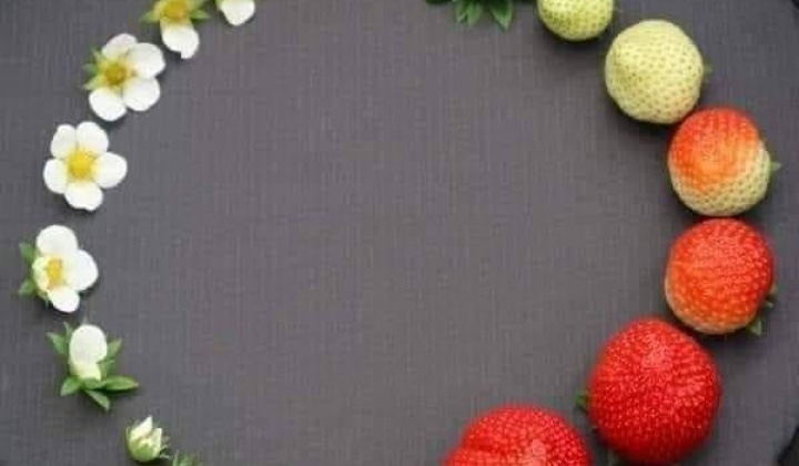 Fotka - Zdravé jedlo-zdravé telo-zdravá Zem